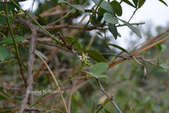 Toddalia asiatica